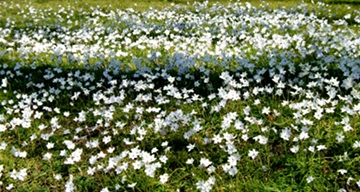 white flowers