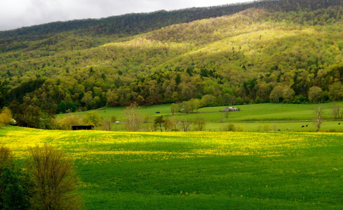 Mustard hills