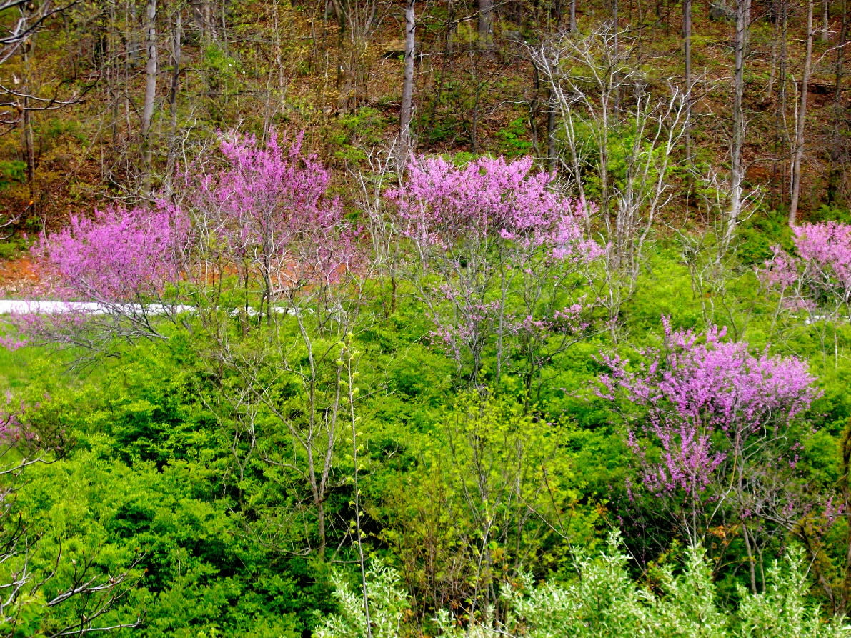 Redbud in trees