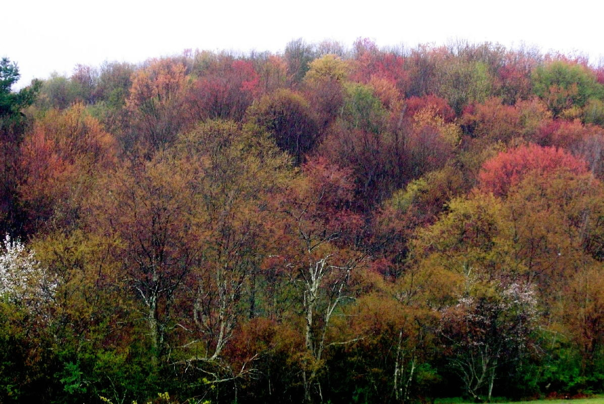 Trees with spring colors